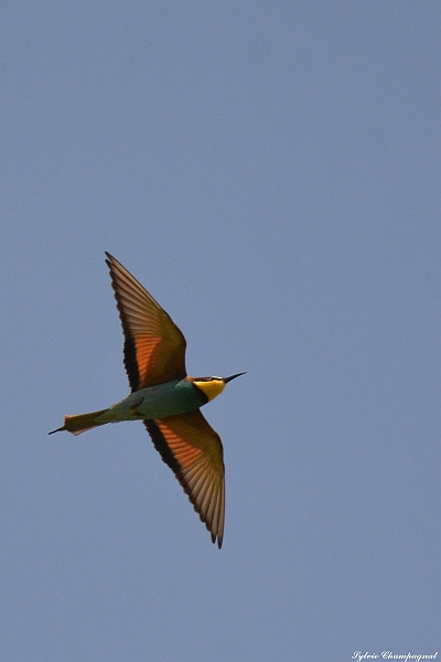 Guêpier d'Europe VillelongueDM.JPG